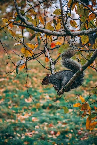 The squirrel on the branches down
